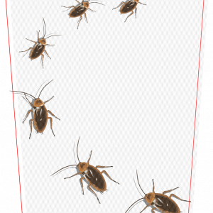 Cockroach takes the path V1