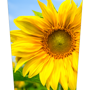 Sunflower Upclose V1