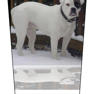 Dog V1 mockup