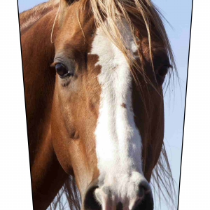 Horse Headshot V1