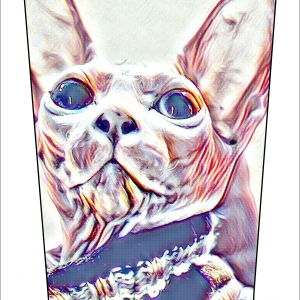 Naked Cat V1