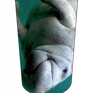 Manatee V2 BTKA REG Mockup